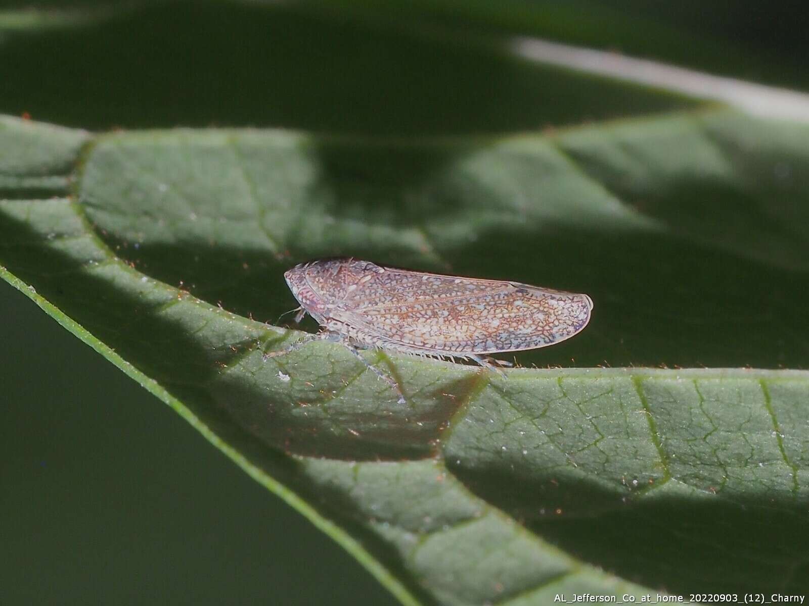 Image of Paraphlepsius (Gamarex) brunneus De Long 1916