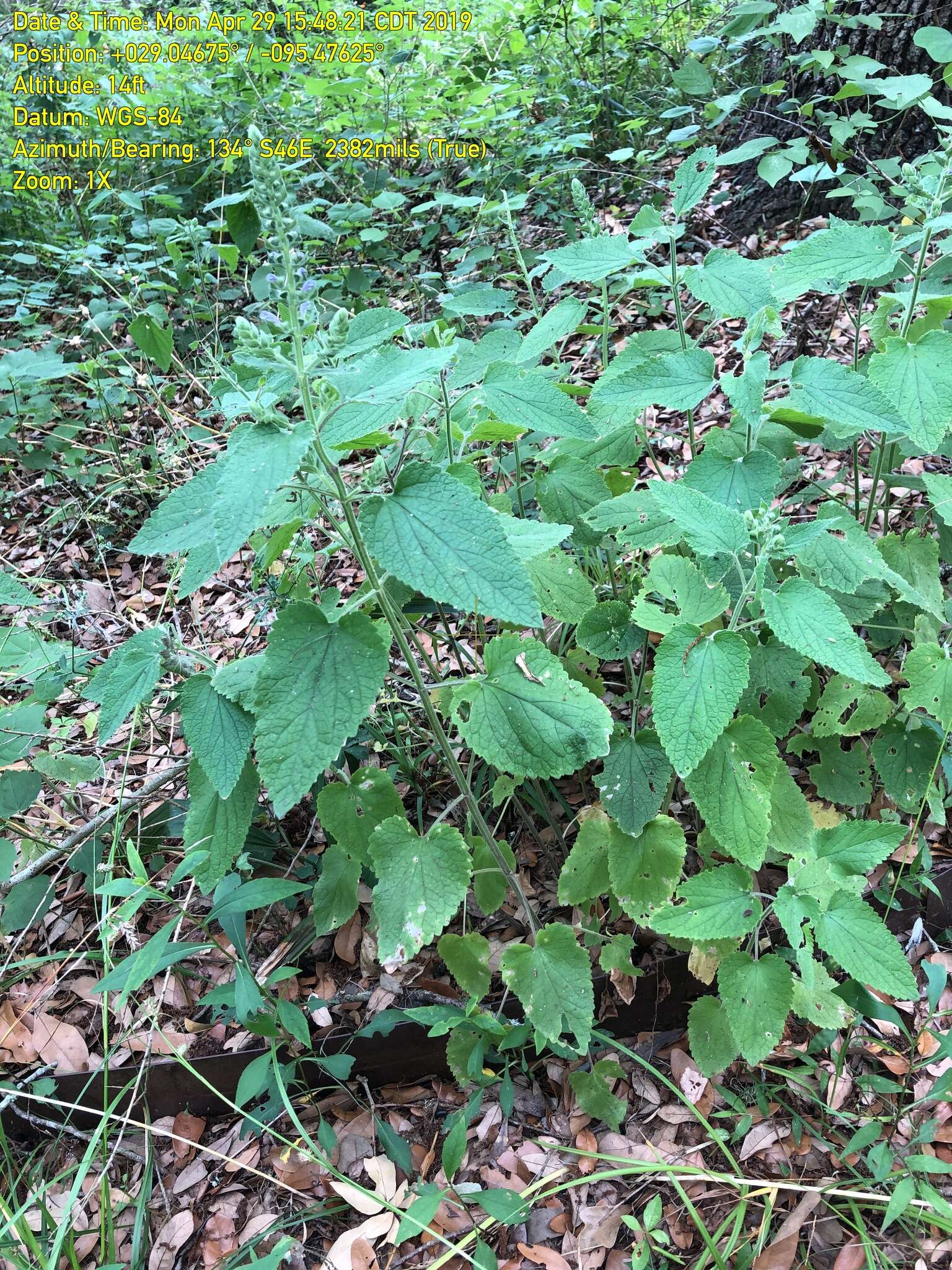 Sivun Scutellaria ovata subsp. bracteata (Benth.) Epling kuva