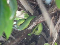 Image of Trimeresurus vogeli David, Vidal & Pauwels 2001