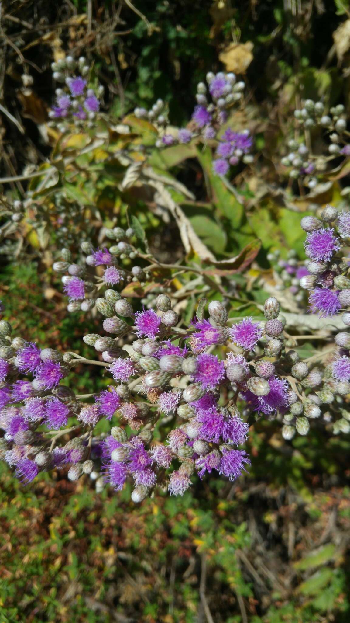 Image of Vernonia bipontini var. gonderensis S. Wattimah & Mesfin Tadesse