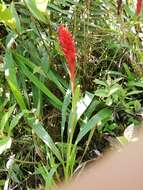 Pitcairnia hitchcockiana L. B. Sm.的圖片