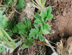 Слика од Erodium crinitum Carolin