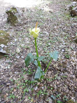 Image of Arum creticum Boiss. & Heldr.