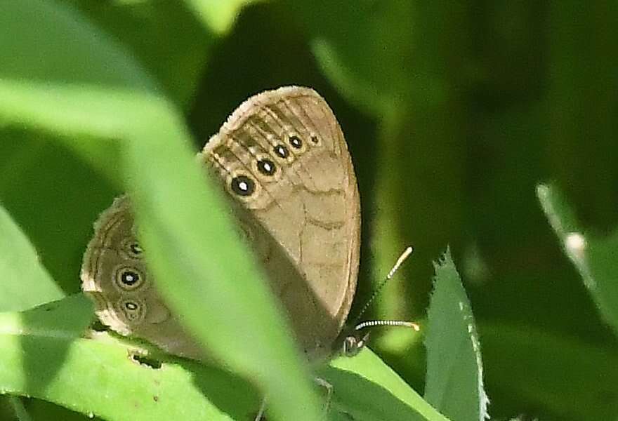 Image of Eyed Brown