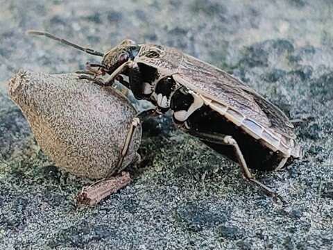 Image of <i>Pyrrhocoris sibiricus</i>