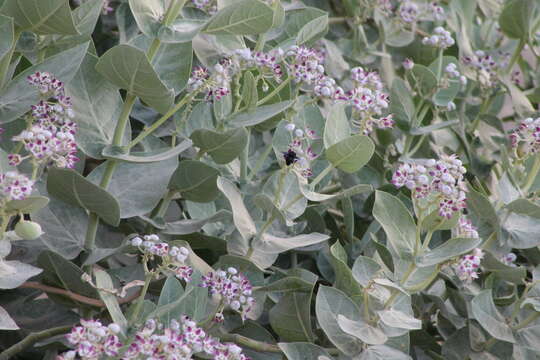 Image of Xylocopa sulcatipes Maa 1970