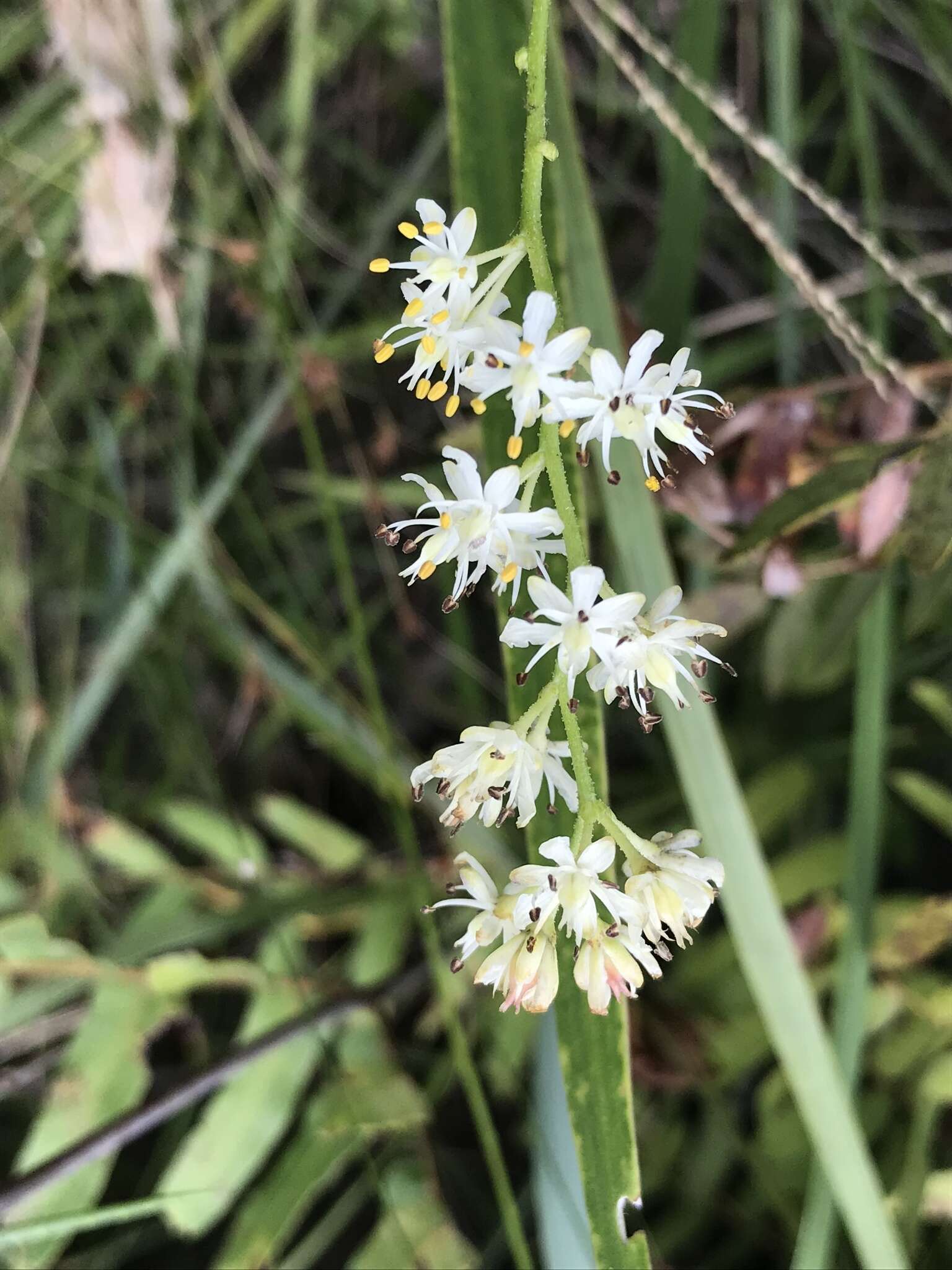 Image of coastal false asphodel