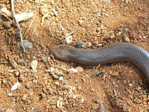 Image of Duerden's Or Beaked Burrowing Asp