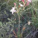 Image of Ixia longituba subsp. macrosiphon Goldblatt & J. C. Manning