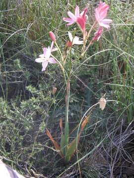 Image of Ixia longituba subsp. macrosiphon Goldblatt & J. C. Manning