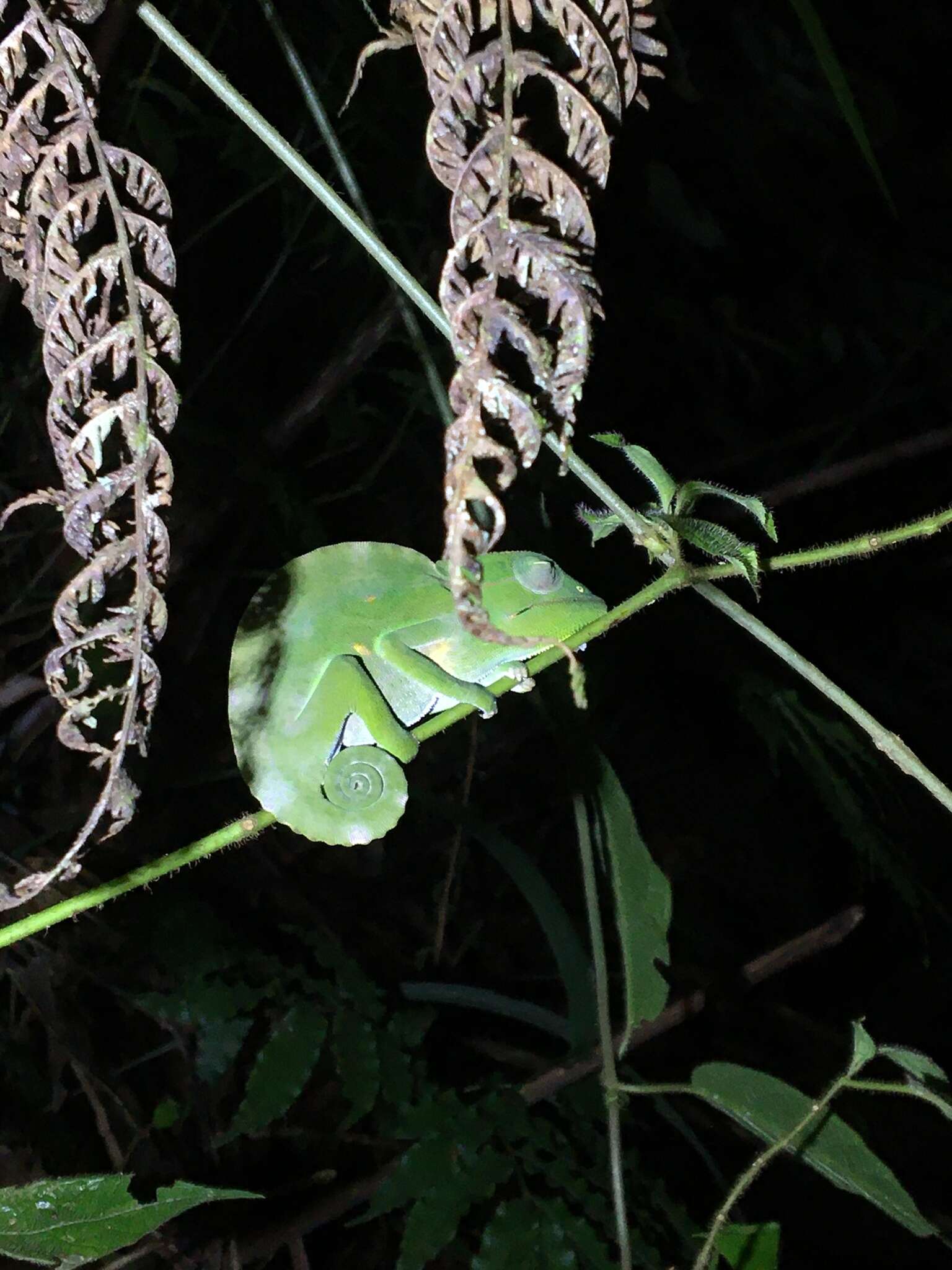 Image of Usambara Three-Horned Chameleon