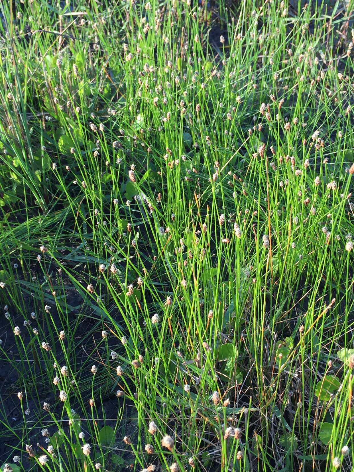 Image of Southern Umbrella Sedge