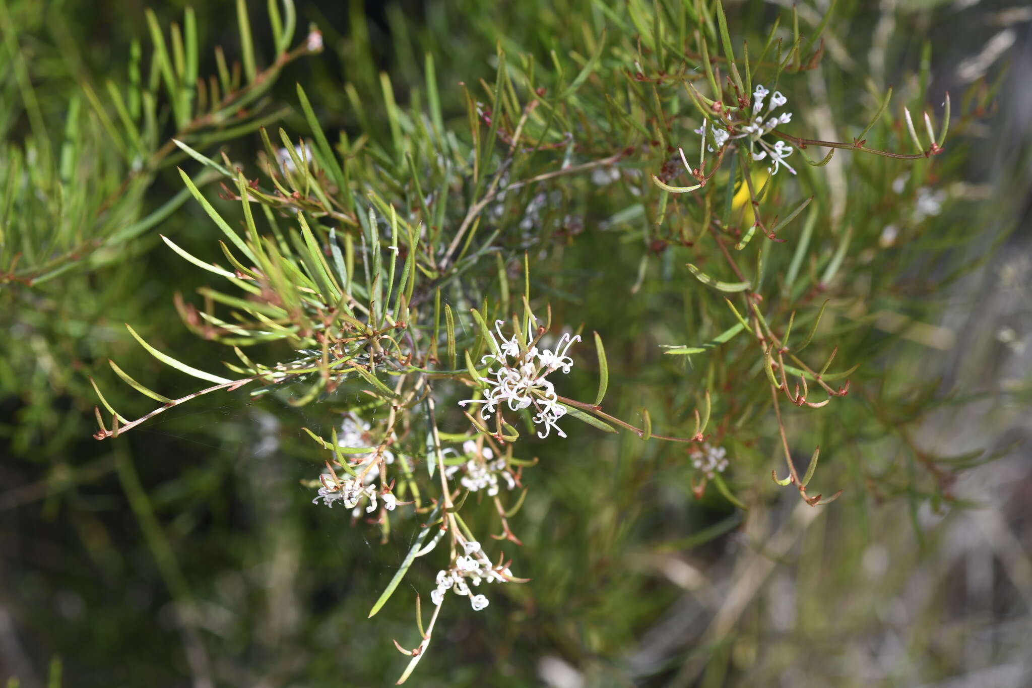 Image of Grevillea neurophylla Gand.