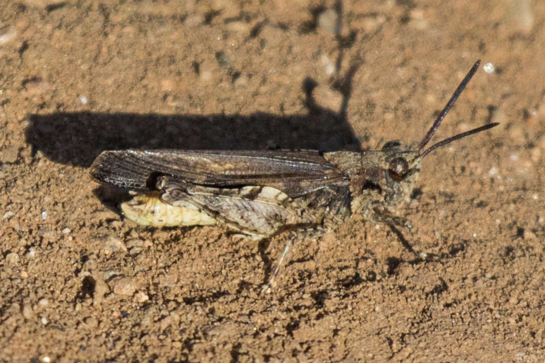 Image of Chimarocephala pacifica (Thomas & C. 1873)