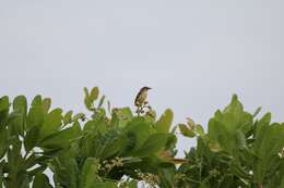 Image of Jungle Prinia