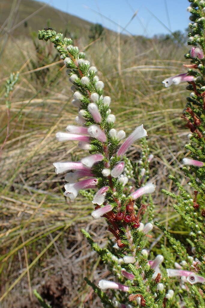 Image of Erica perspicua subsp. perspicua