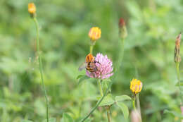 Image of Bombus diversus Smith 1869