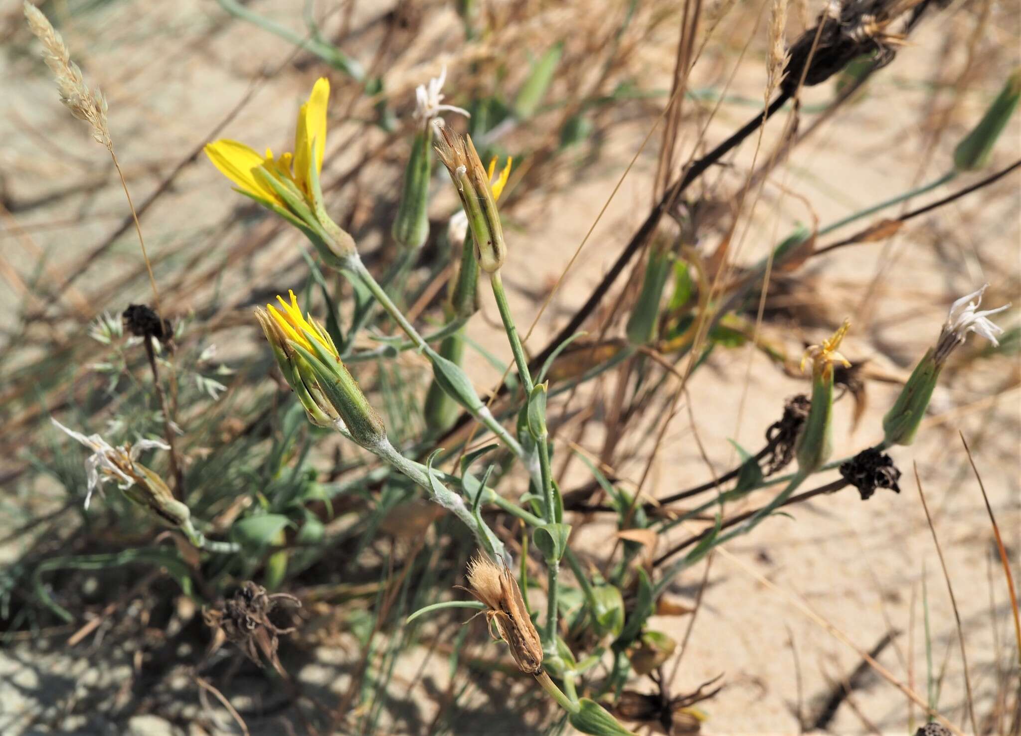 Sivun Tragopogon heterospermus Schweigger kuva