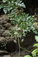 Image of Pimpinella dendroselinum Webb & Berth.