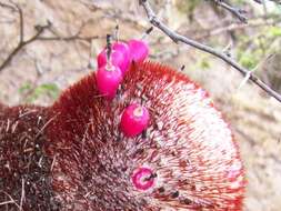 Image of Melocactus intortus subsp. intortus