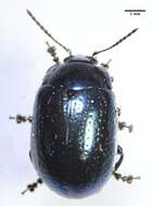 Image of Klamath Weed Beetle