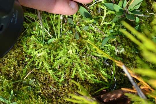 Image de Selaginella eclipes Buck