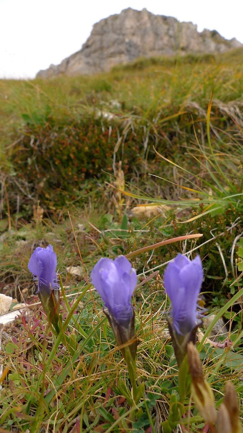 Gentianopsis ciliata (L.) Ma的圖片