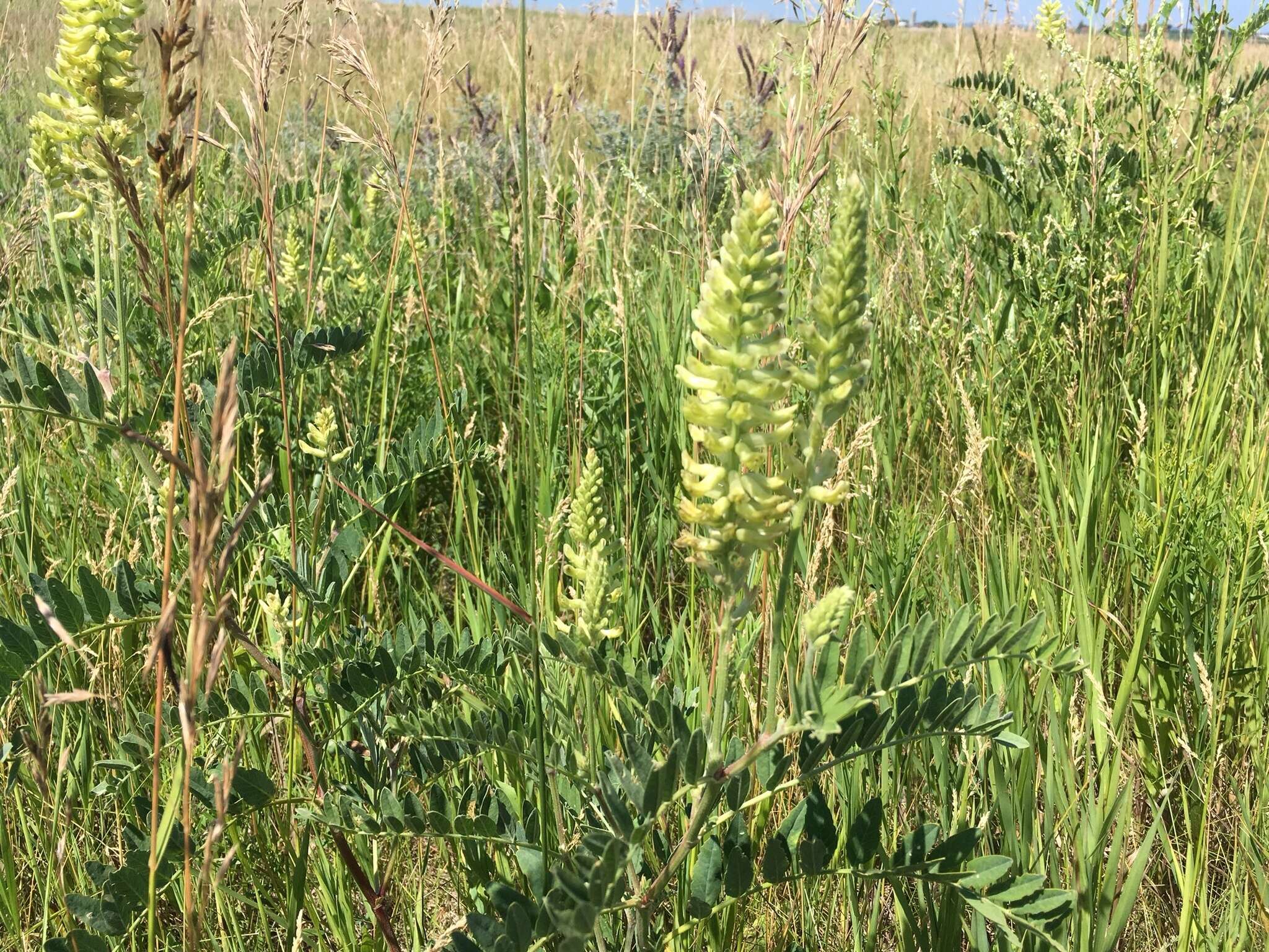 Astragalus canadensis L.的圖片