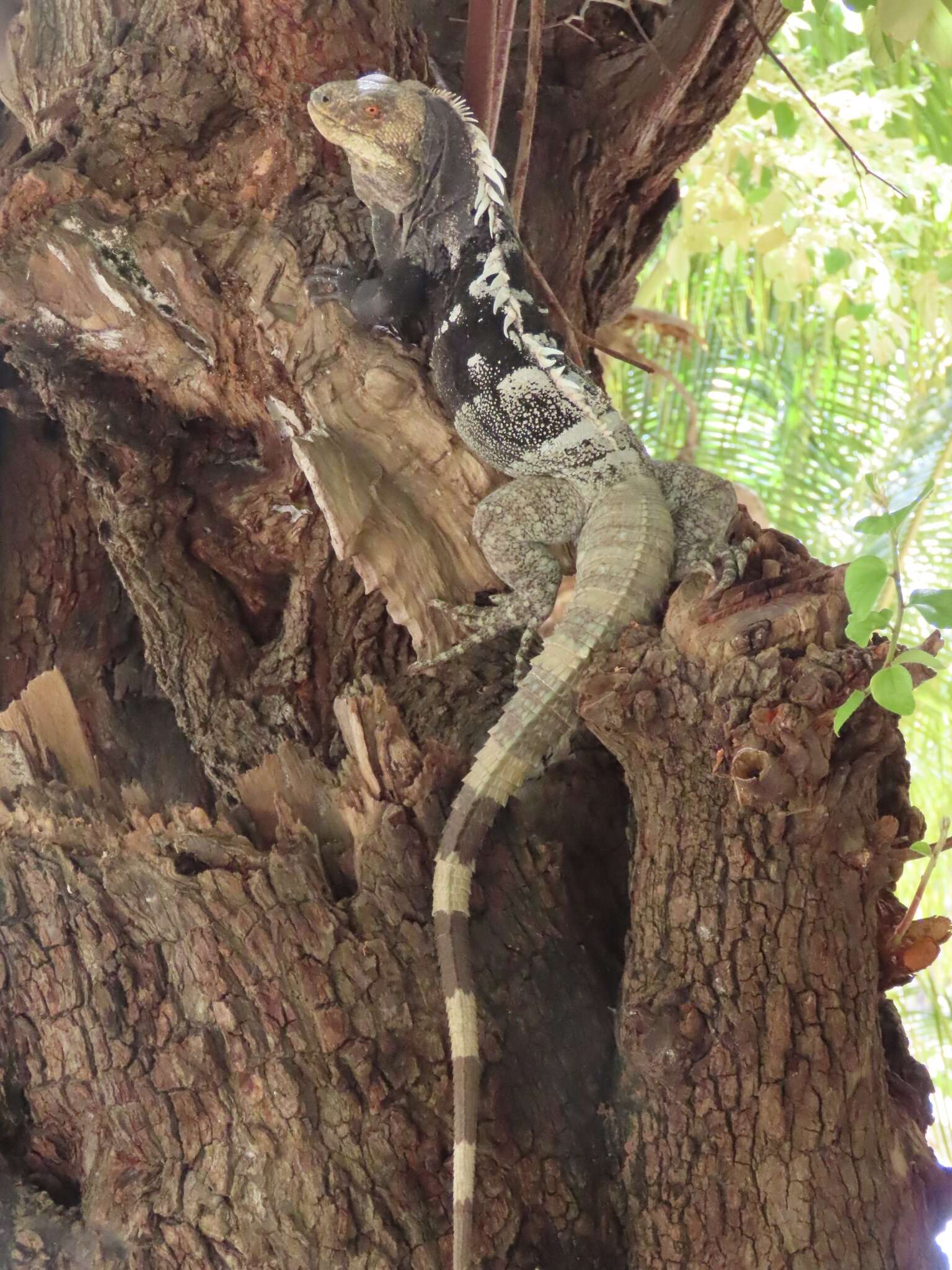 Image of Aguán Valley Iguana