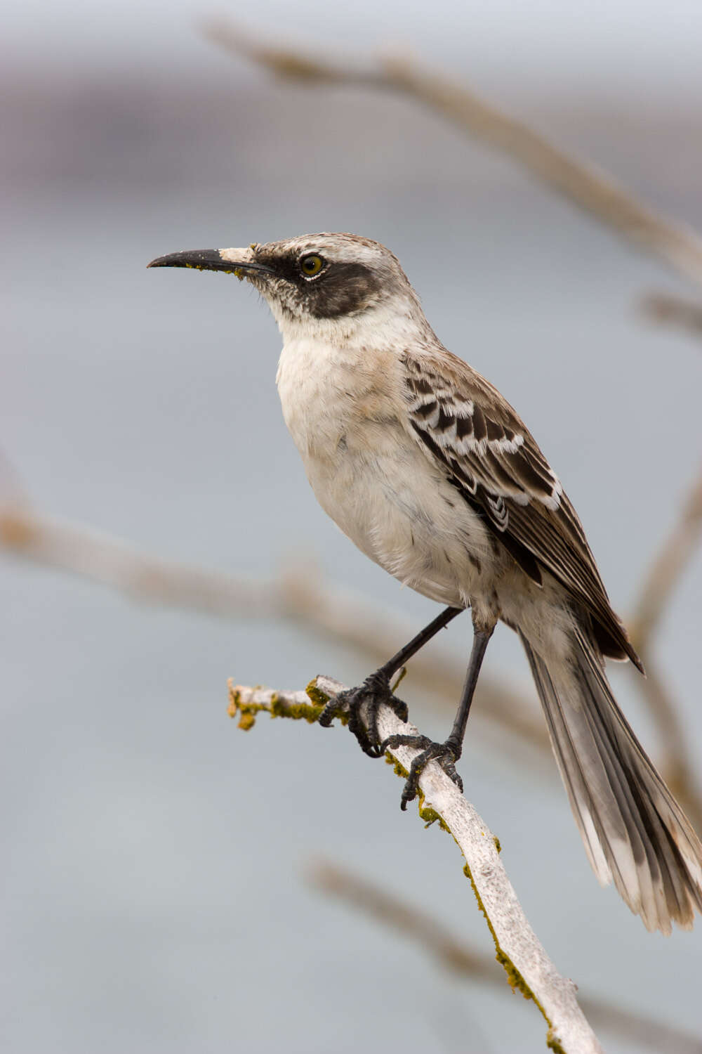 Image de Mimus parvulus bauri (Ridgway 1894)