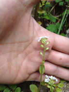 Image of Myosotis forsteri Lehm.