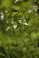 Imagem de Euphrasia stricta D. Wolff ex J. F. Lehm.