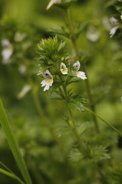 Слика од Euphrasia stricta D. Wolff ex J. F. Lehm.