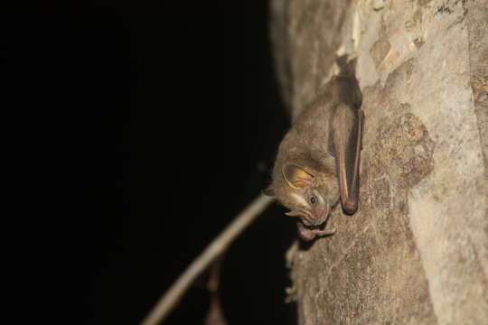 Image of pygmy fruit-eating bat