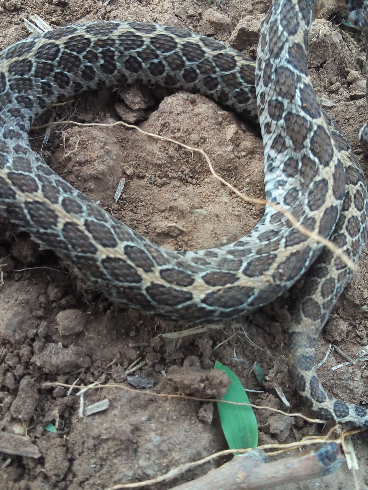 Image of Mexican Lancehead Rattlesnake