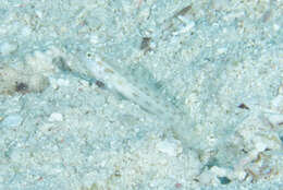 Image of Fierce shrimpgoby