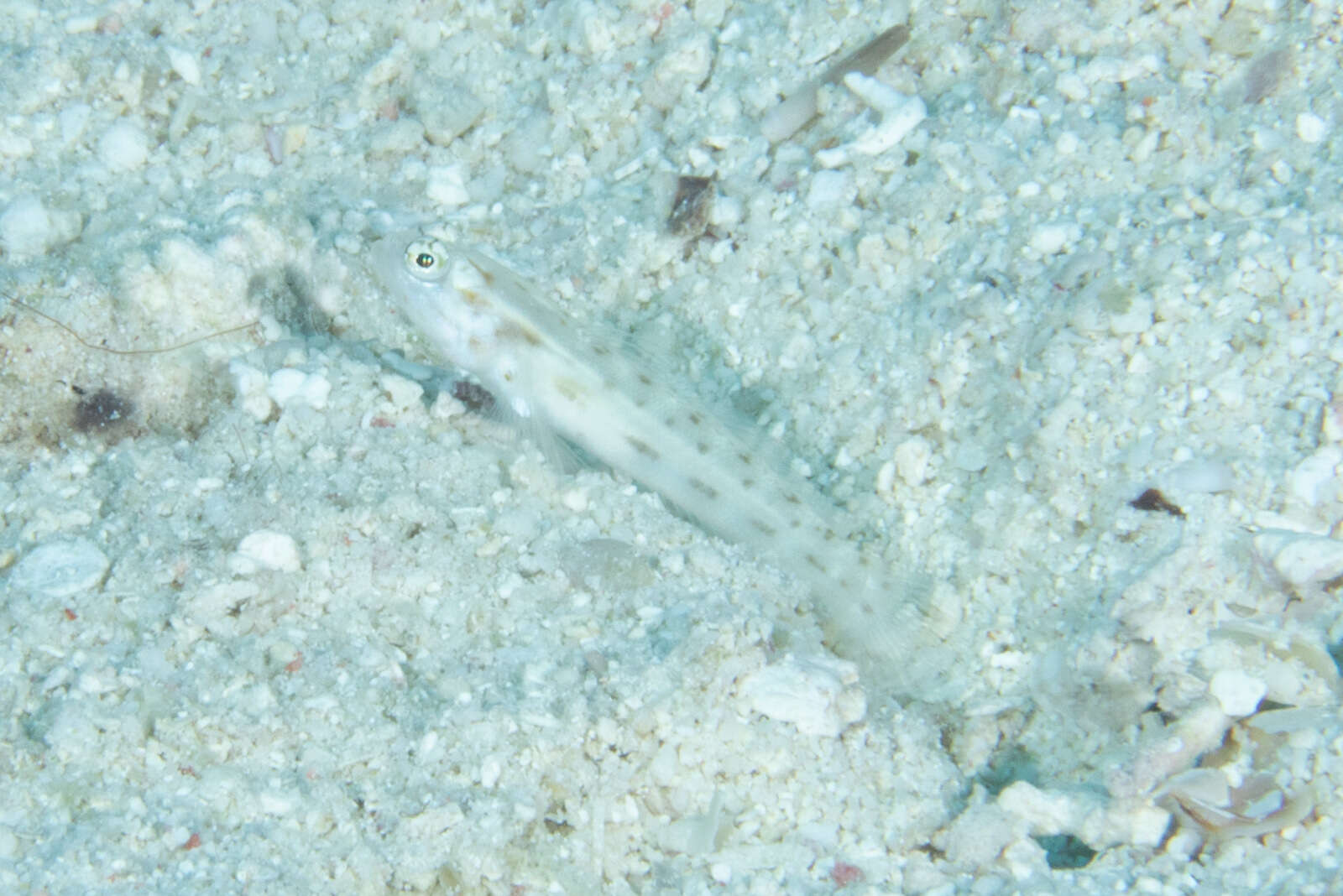 Image of Fierce shrimpgoby