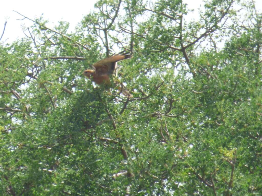 Image of Fox Kestrel