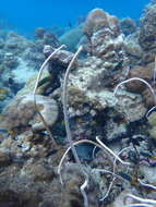 Image of Delicate sea whips