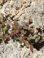 Image of roundleaf phacelia