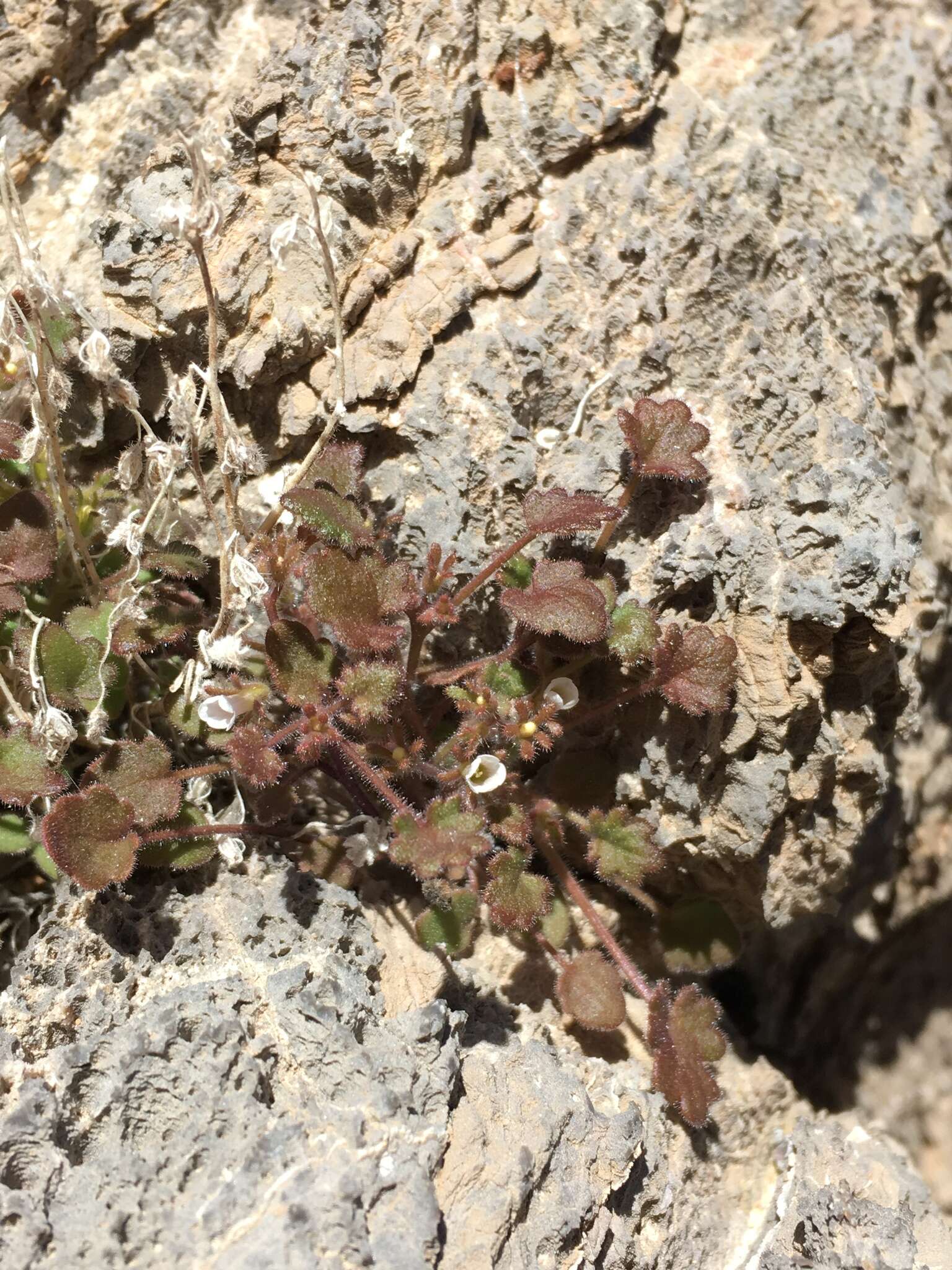 Image of roundleaf phacelia