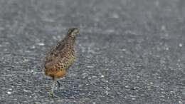 Image of Barred Buttonquail