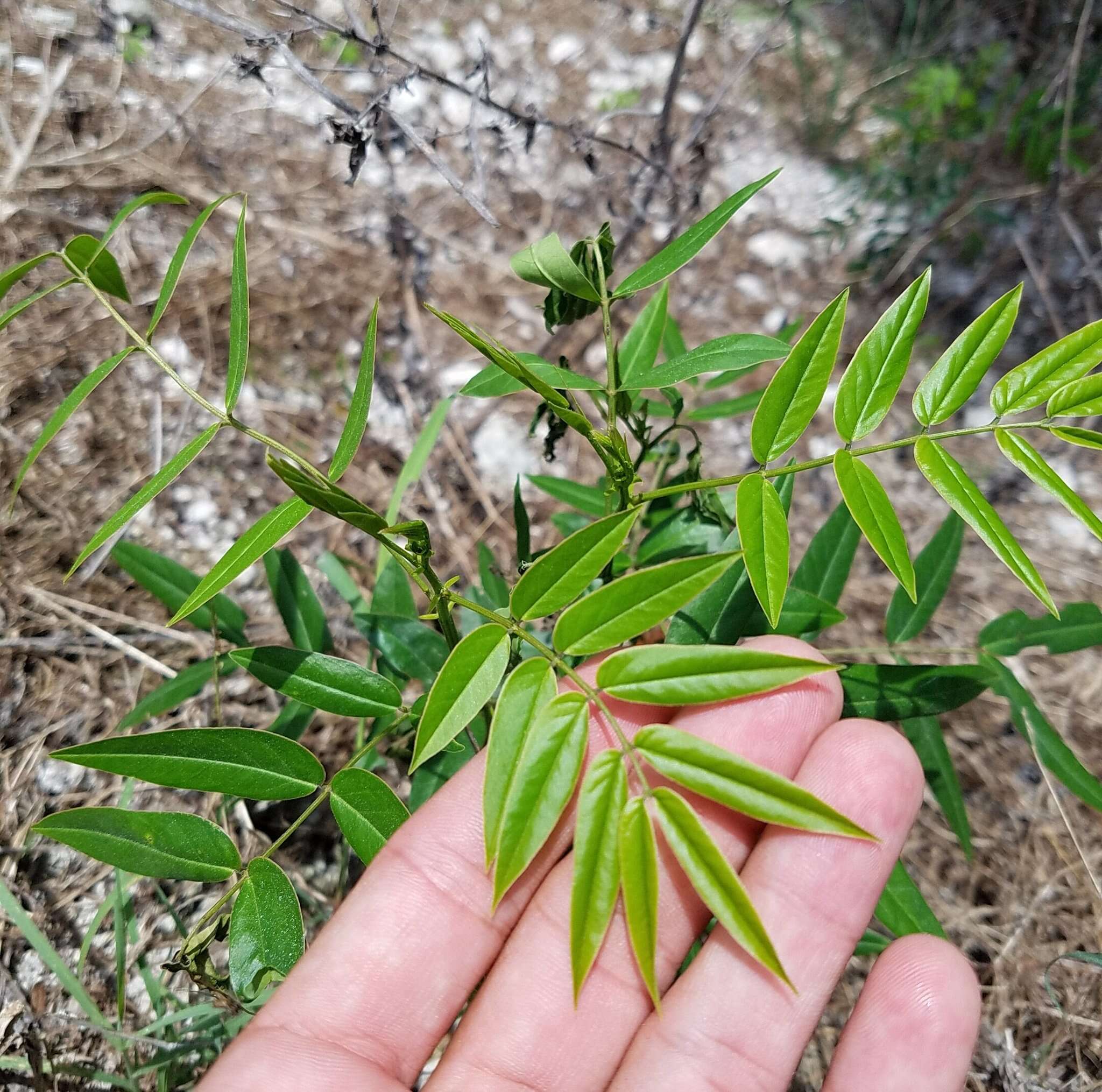 Image of privet senna