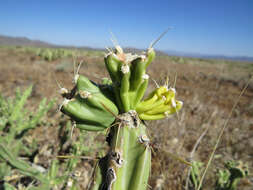 Image of Thornber's buckhorn cholla