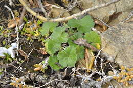 Sivun Geranium traversii Hook. fil. kuva