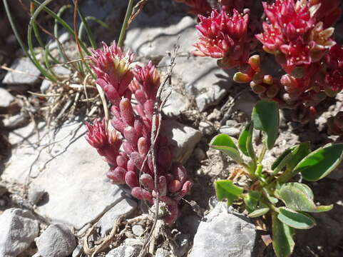 Слика од Sedum atratum L.