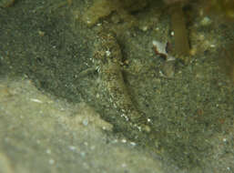 Image of Long finned goby