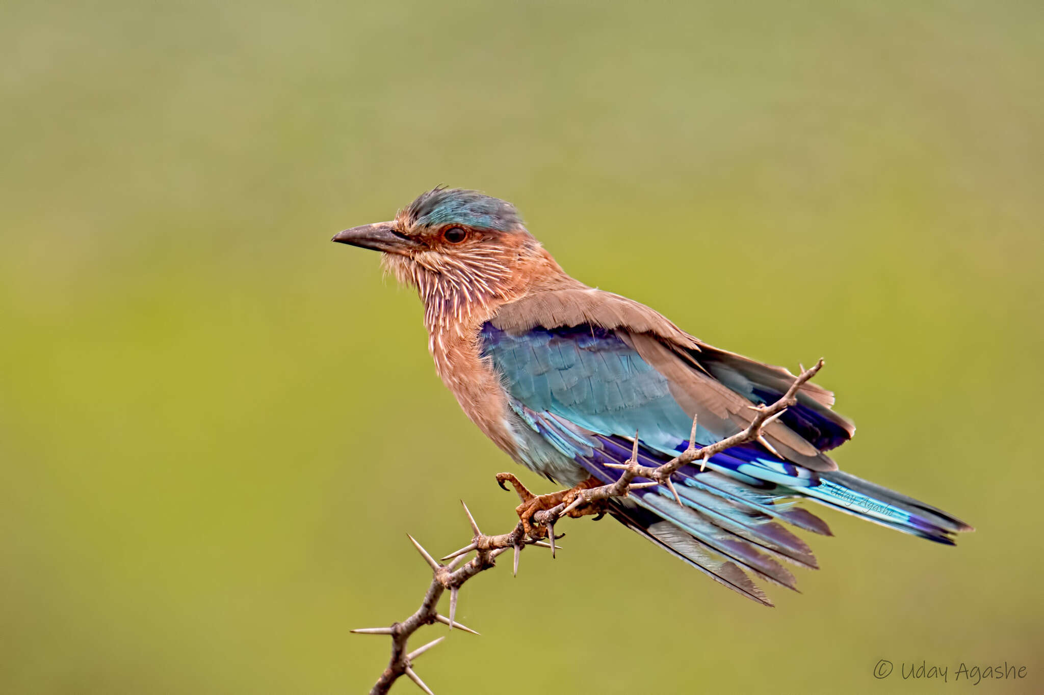 Imagem de Coracias benghalensis (Linnaeus 1758)