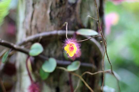 Columnea moorei C. V. Morton的圖片