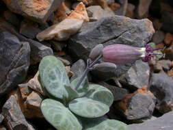 Imagem de Silene variegata (Desf.) Boiss. & Heldr.